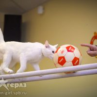Выступление дрессированных животных на праздник и День Рождения