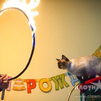 Выступление дрессированных животных на праздник и День Рождения