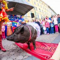 Выступление дрессированных животных на праздник и День Рождения