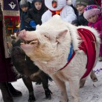 Выступление дрессированных животных на праздник и День Рождения